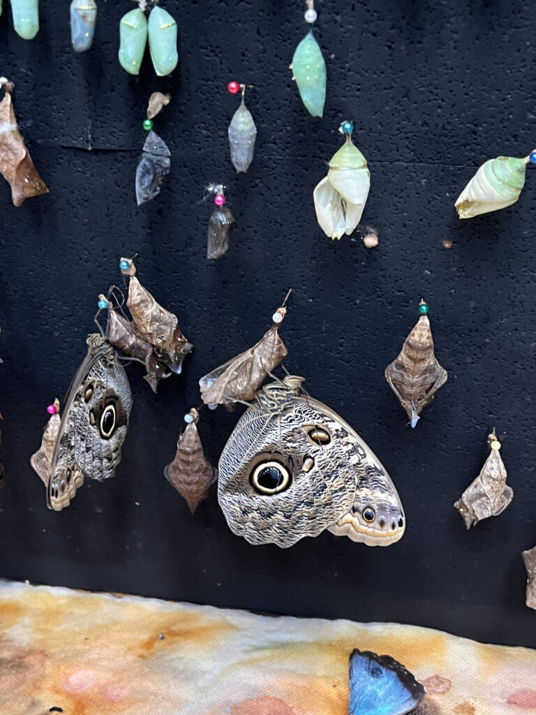 owl butterfly with larvae